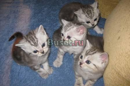 Британские  котята от отличных производителей Новоуральск