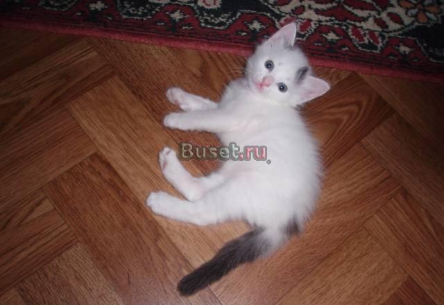 Отдам в добрые руки Нижний Новгород