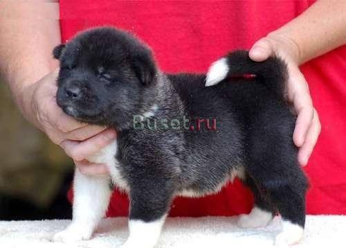 Акита Ину (Маленький Самурай) за Москва