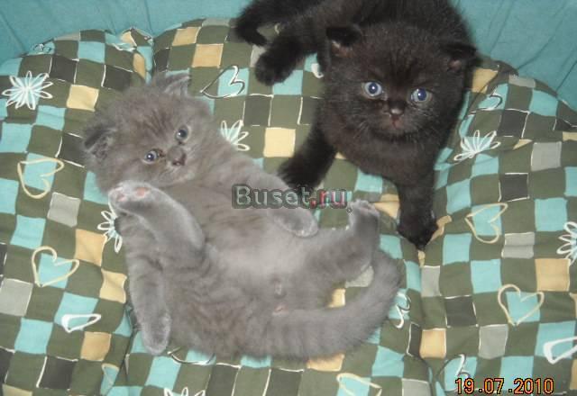 Шотландские вислоухие котятки Москва