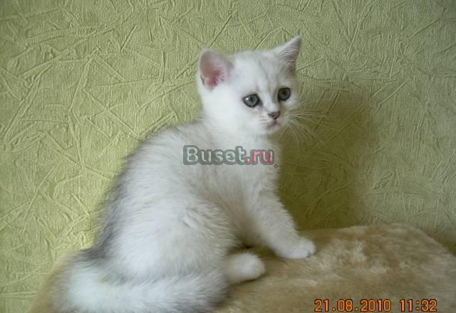 Очаровательные серебристые шиншиллы Курган