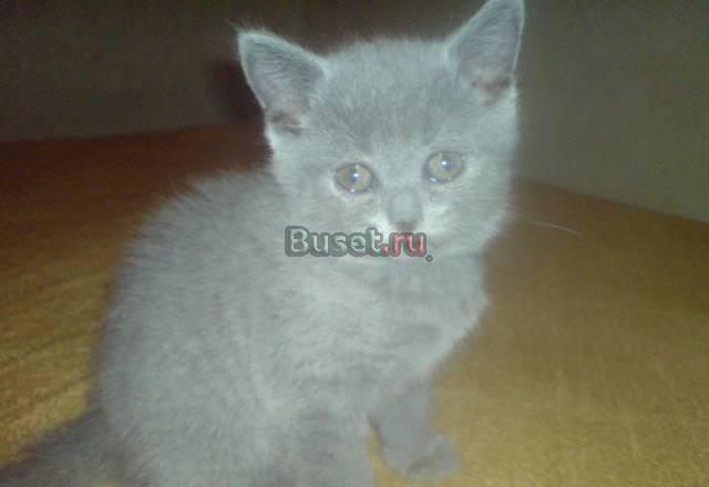 Котёнок скотиш страйт Череповец