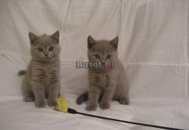 Клубные котята британской породы Москва