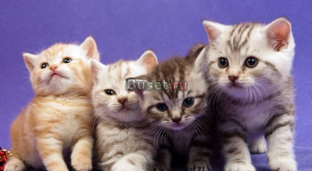 Чистокровные котята драгоценных окрасов-британцы Санкт-Петербург
