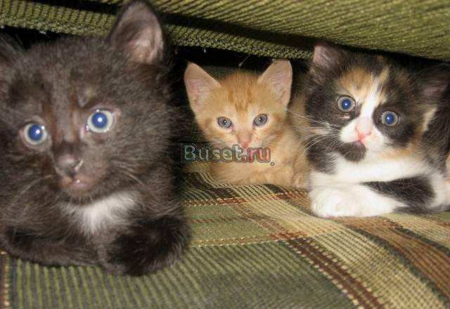 Отдам котят в хорошие руки Москва