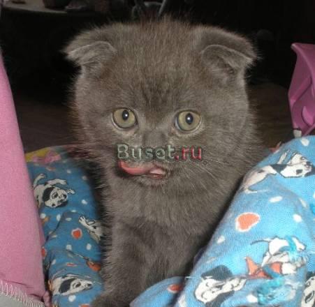 Продаются шотландские плюшевые котята Королев