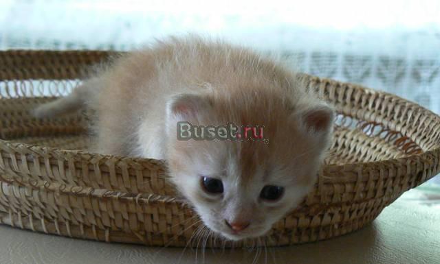 Отдам котят в добрые руки котят Москва