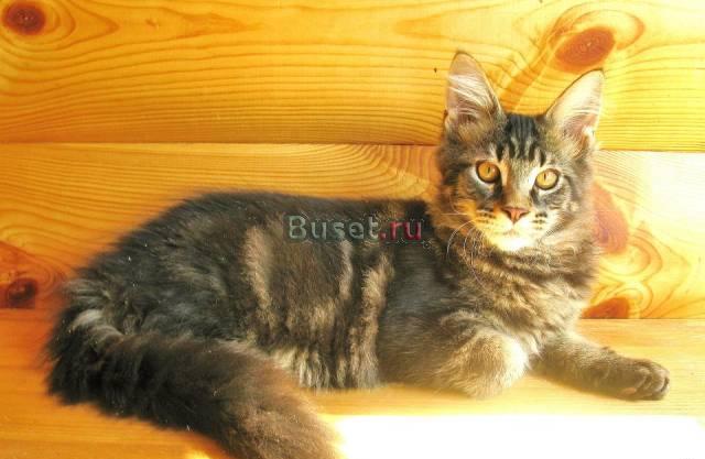 Мейн  Куна котик 4 ,5 мес. Питомник Москва