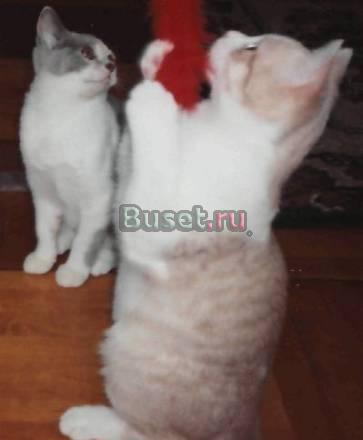Британский котенок с родословной (недорого) Санкт-Петербург