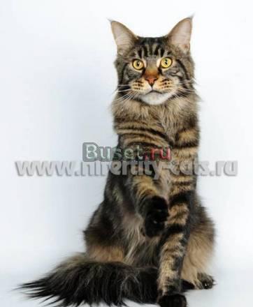 Мейн  Куна котята из питомника Москва