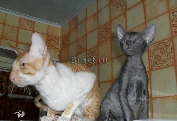 Котята корниш-рексы Челябинск