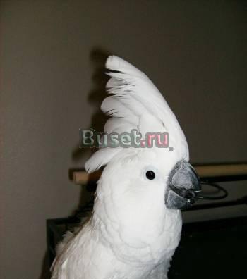 Белые попугаи какаду для свободного принятия Краснодар