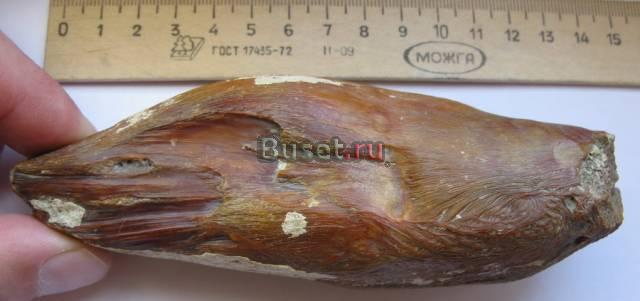 Зуб динозавра Москва