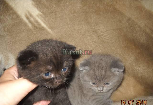 Шотландские вислоухие котятки-не дорого для вас Москва