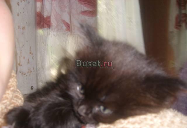 Котенок ищет новых хозяев Москва