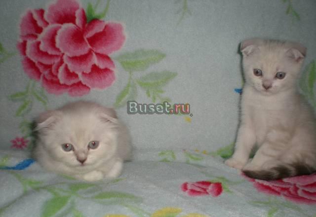 Очаровательные котята скоттиш-страйт и шотландская Иваново