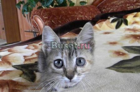 Котёнок в добрые руки Москва