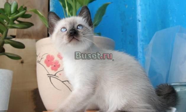 Тайские (сиамские старотипные) котята Москва