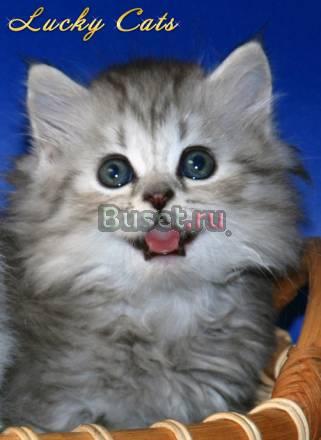 Халйнды котик и кошечка. фото на сайте Москва