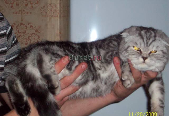 Кошки и котята Златоуст