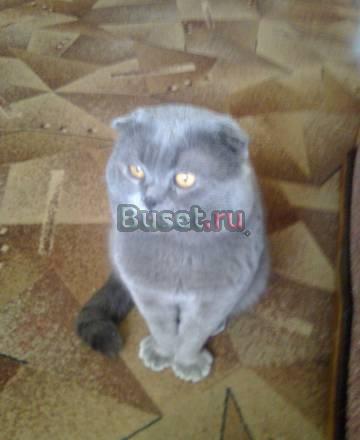 Ищем кошечку на вязку Нижний Новгород