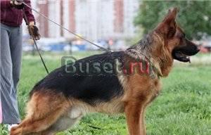 Щенки немецкой овчарки Санкт-Петербург