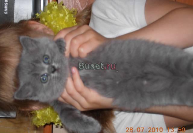 Плюшевые котята Красноярск