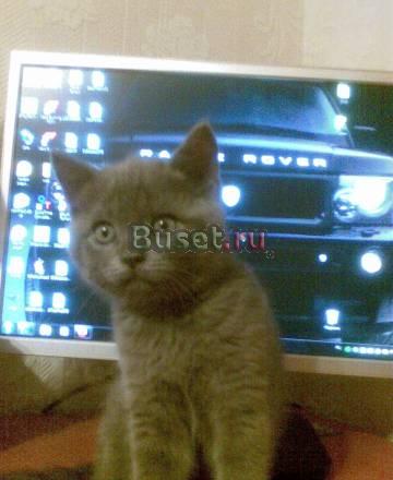 Котёнок Нижний Новгород