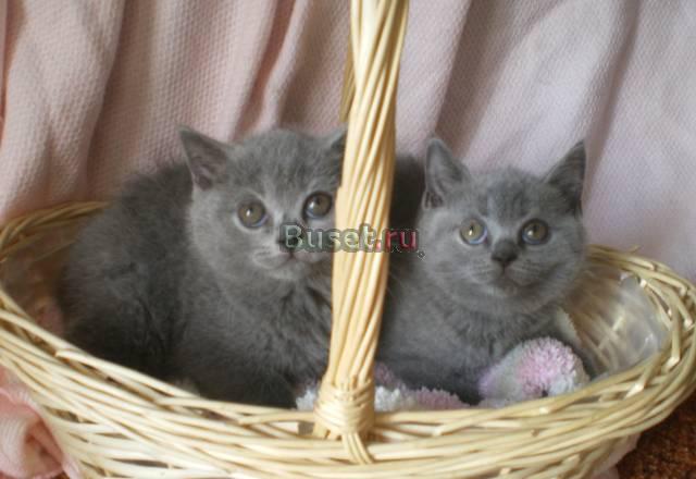 Плюшевые котята Королев