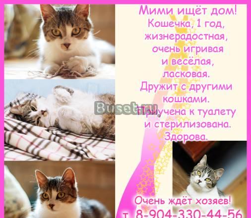 Идеальная кошка для семьи ищет дом Санкт-Петербург