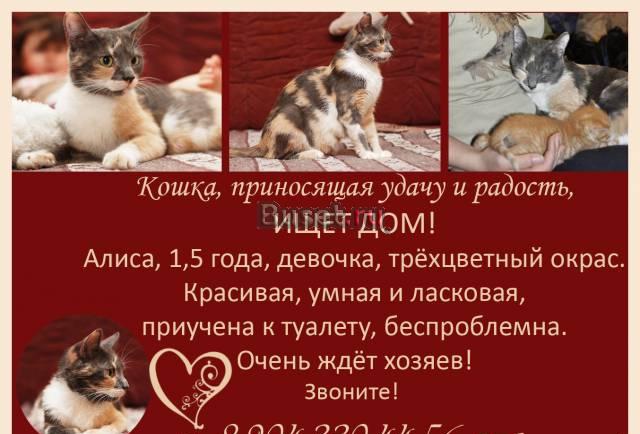 Исключительной красоты трёхцветная кошечка ищёт хо Санкт-Петербург