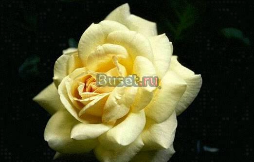 Ищу работу флористом Москва