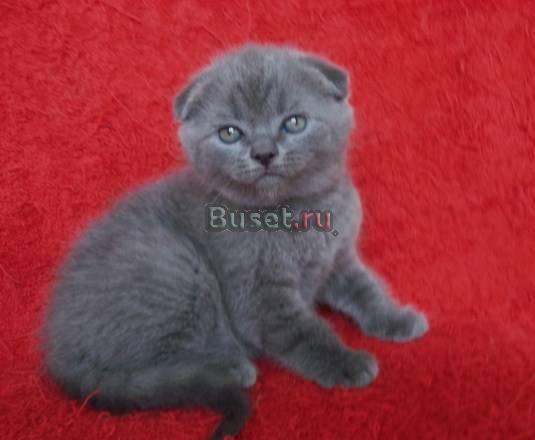 Шотландский вислоухий котик голубого окраса Москва