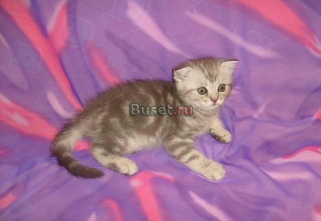 Продаются котята Королев