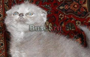 Шотландские голубые вислоухие котята Москва