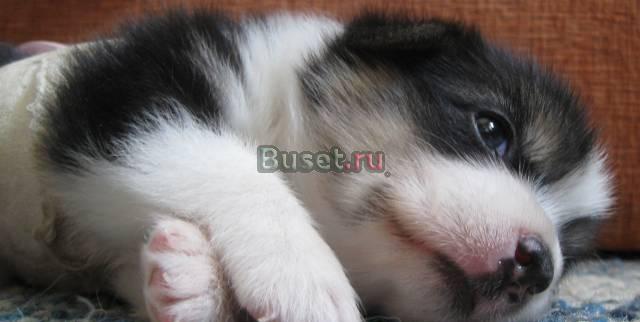 Щенок вельш корги пемброк, г.Зеленоград Москва