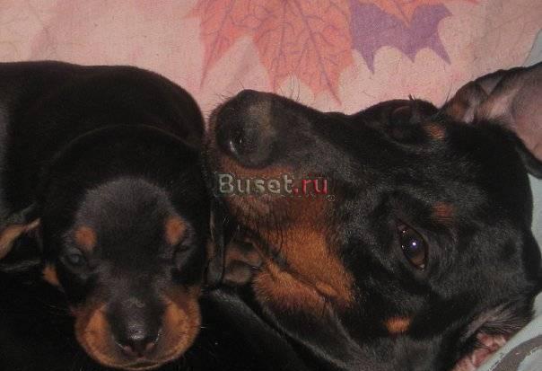 Продам щенка гл/ш миниатюрной таксы. Девочка) Москва