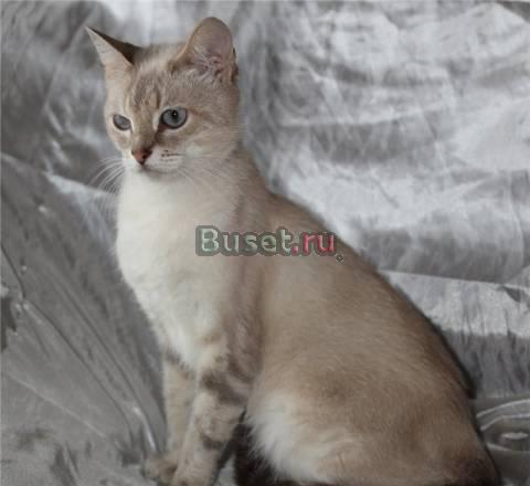Тайская принцесса в дар Москва
