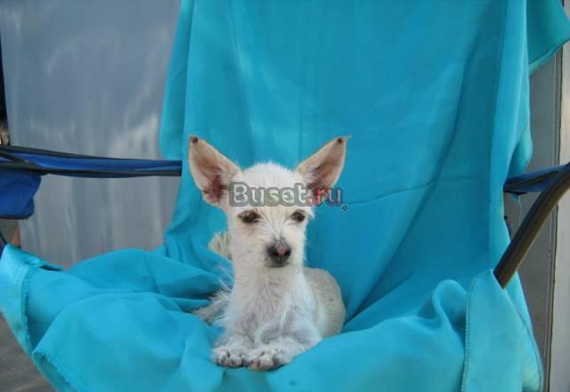 Метис московского дракона Москва