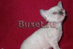 Кудрявая кошечка корниш-рекс в Туле Тула