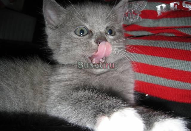 Котята британские Москва