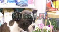 Очаровательны французский бульдог puppies.4000 Москва