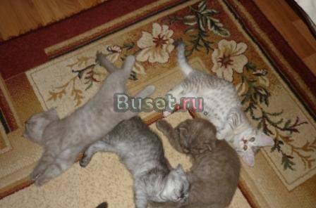 Скотиш-фолд Смоленск