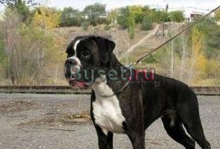 Вязка милой боксёрши Королев