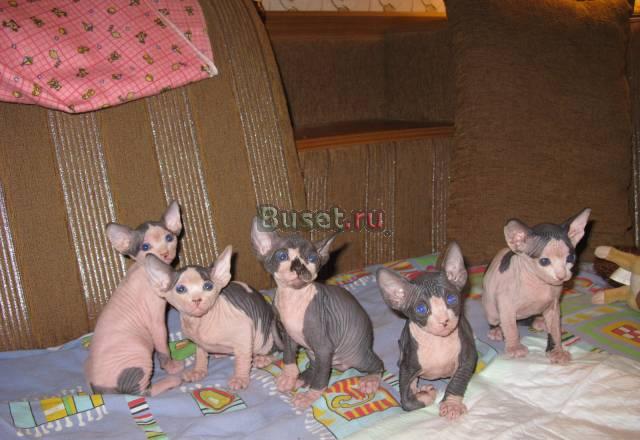 Продаются котята канадского сфинкса Санкт-Петербург