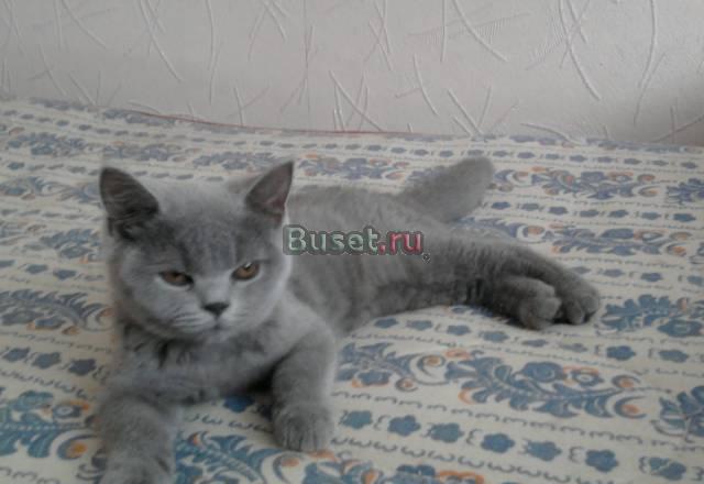 Британские котята(скоттиш страйт) Москва