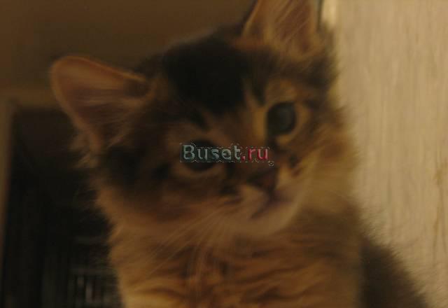 Продаются котята Москва