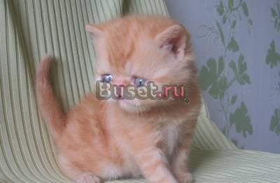 Экзотические короткошерстные котята Санкт-Петербург