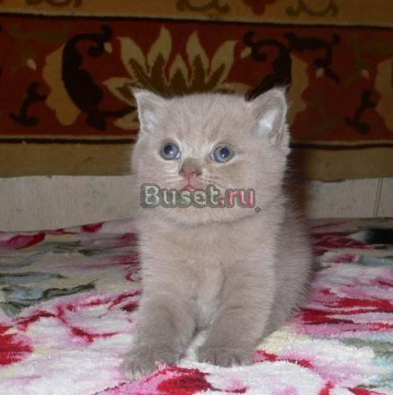 Котята британской короткошерстной Санкт-Петербург