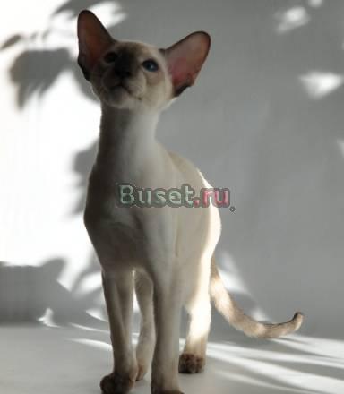 Ориентальный (сиамский) котенок Москва